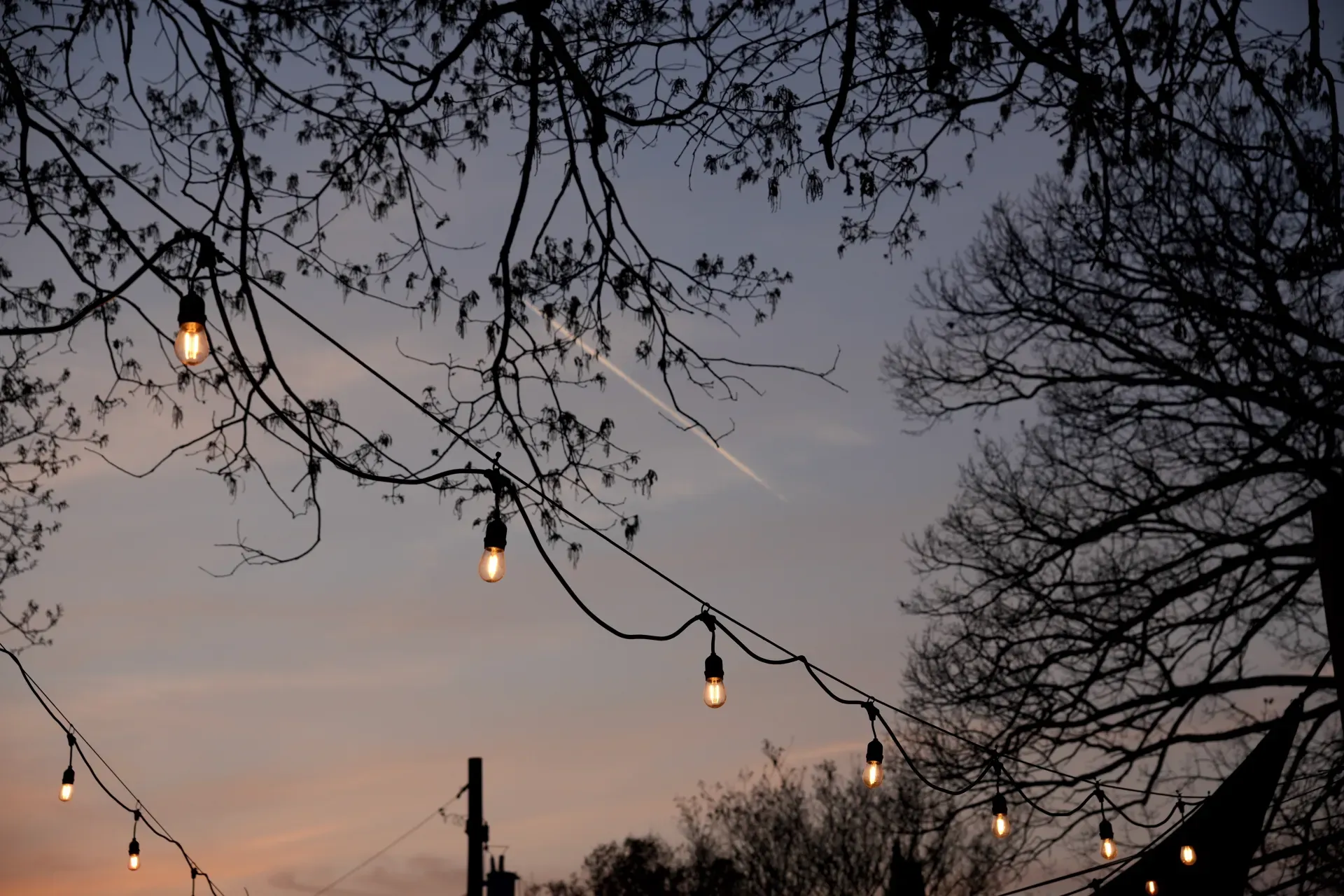 String lights hanging from branches at dusk.
