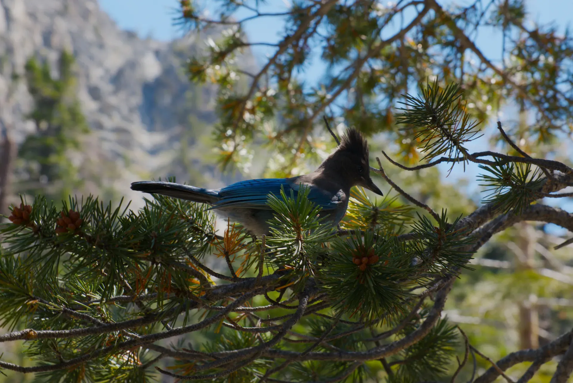 A blue jay at Lake Tahoe.