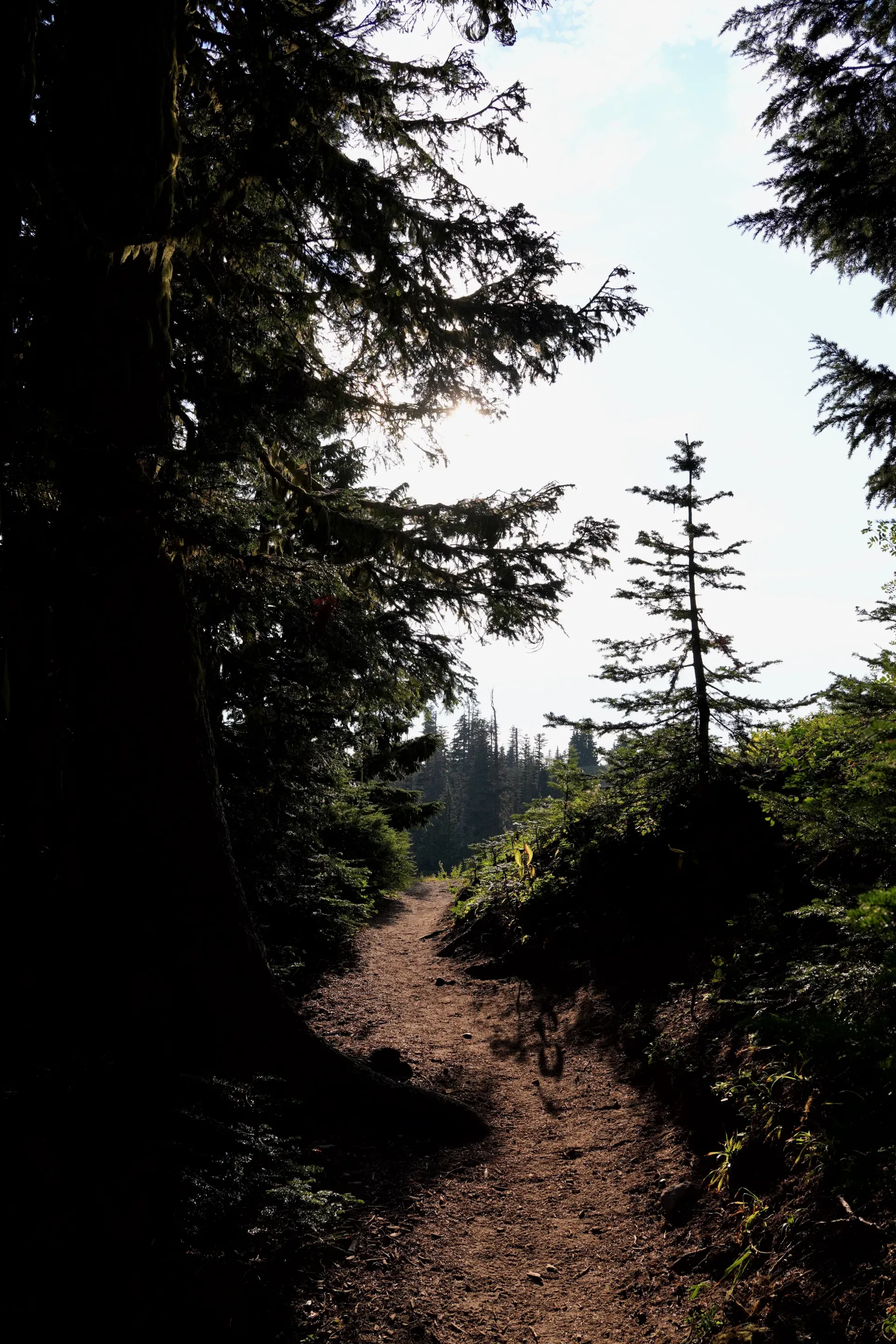A forest trail through evergreens.