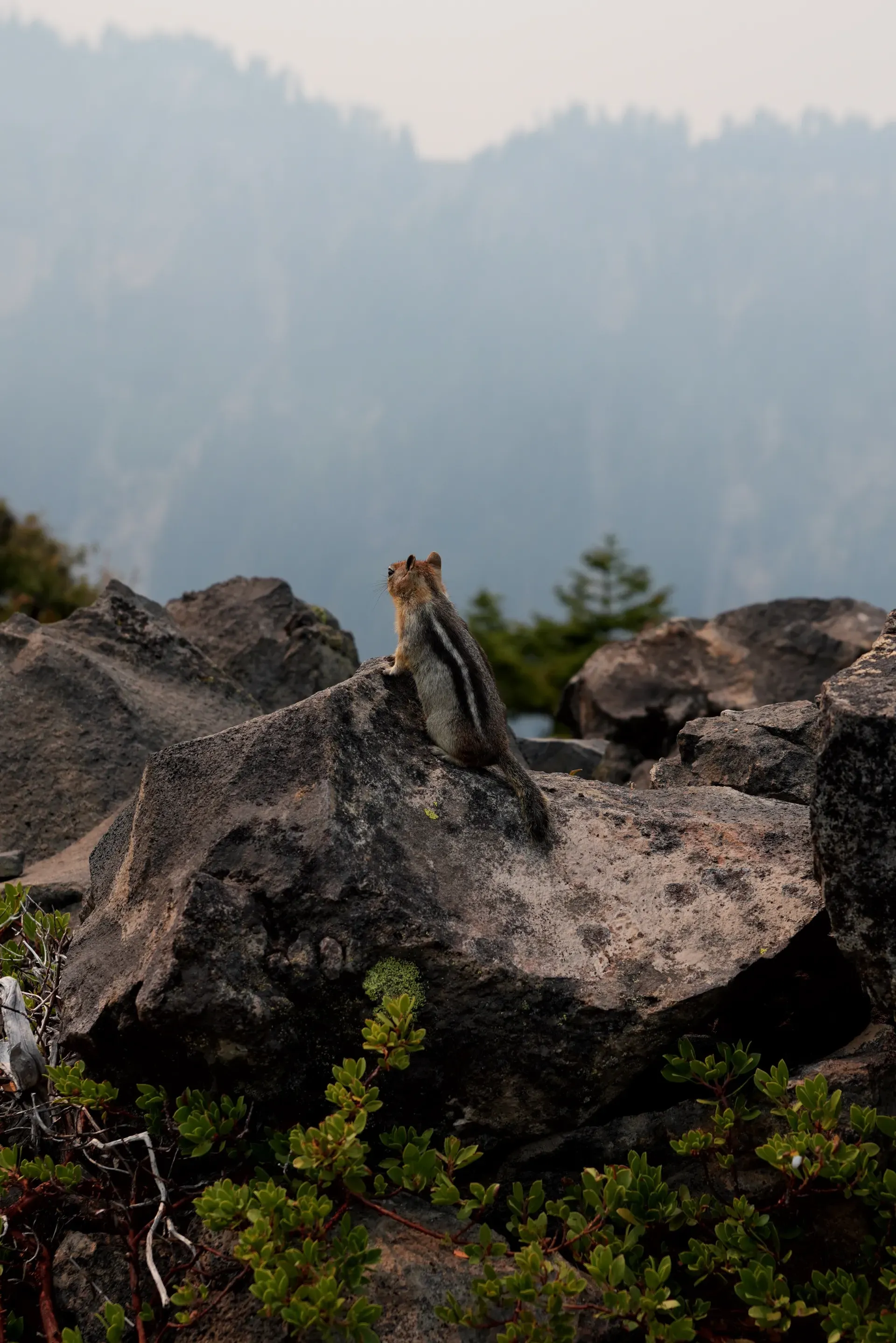 A golden chipmunk on rocks.