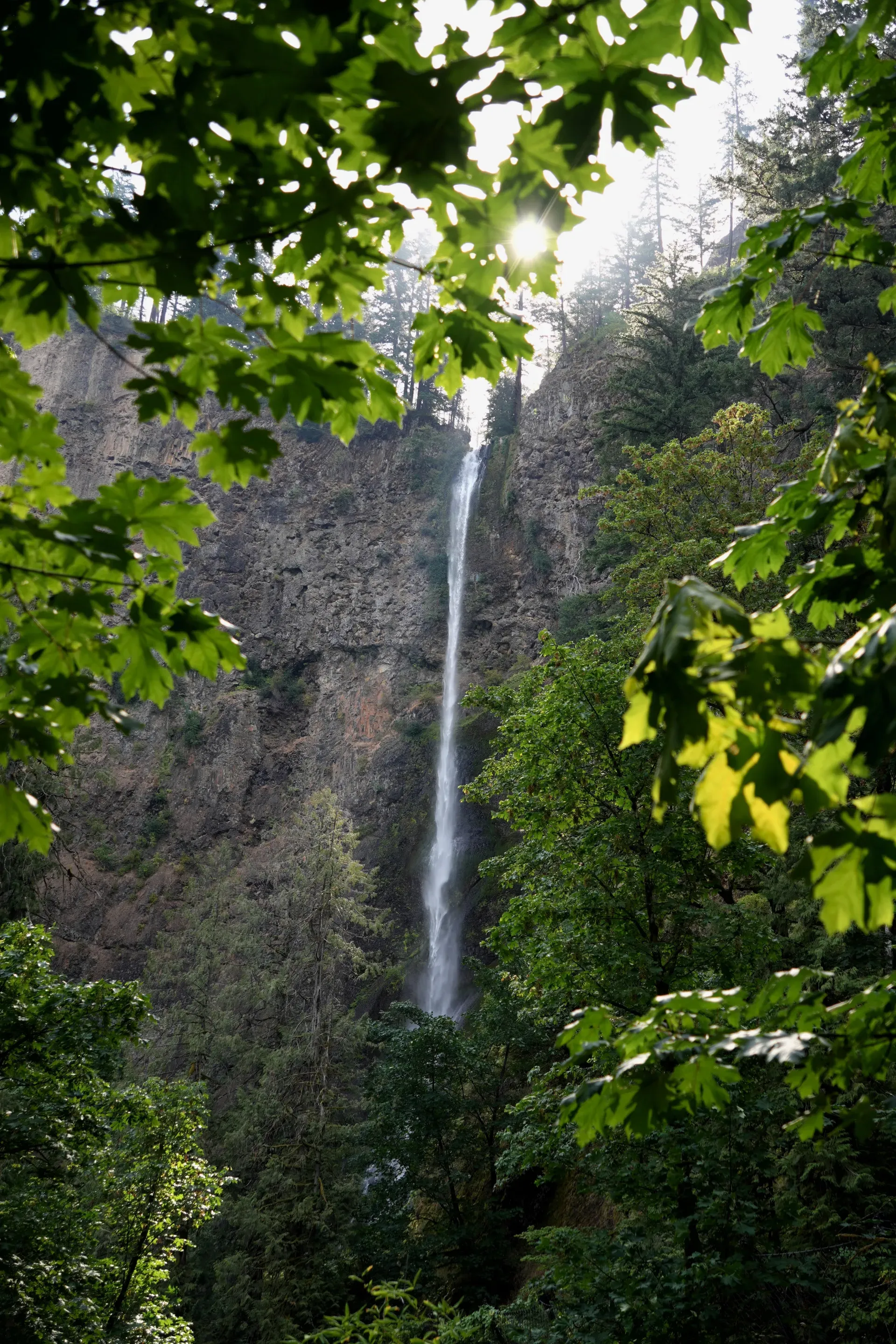 Multnomah Falls through leaves.