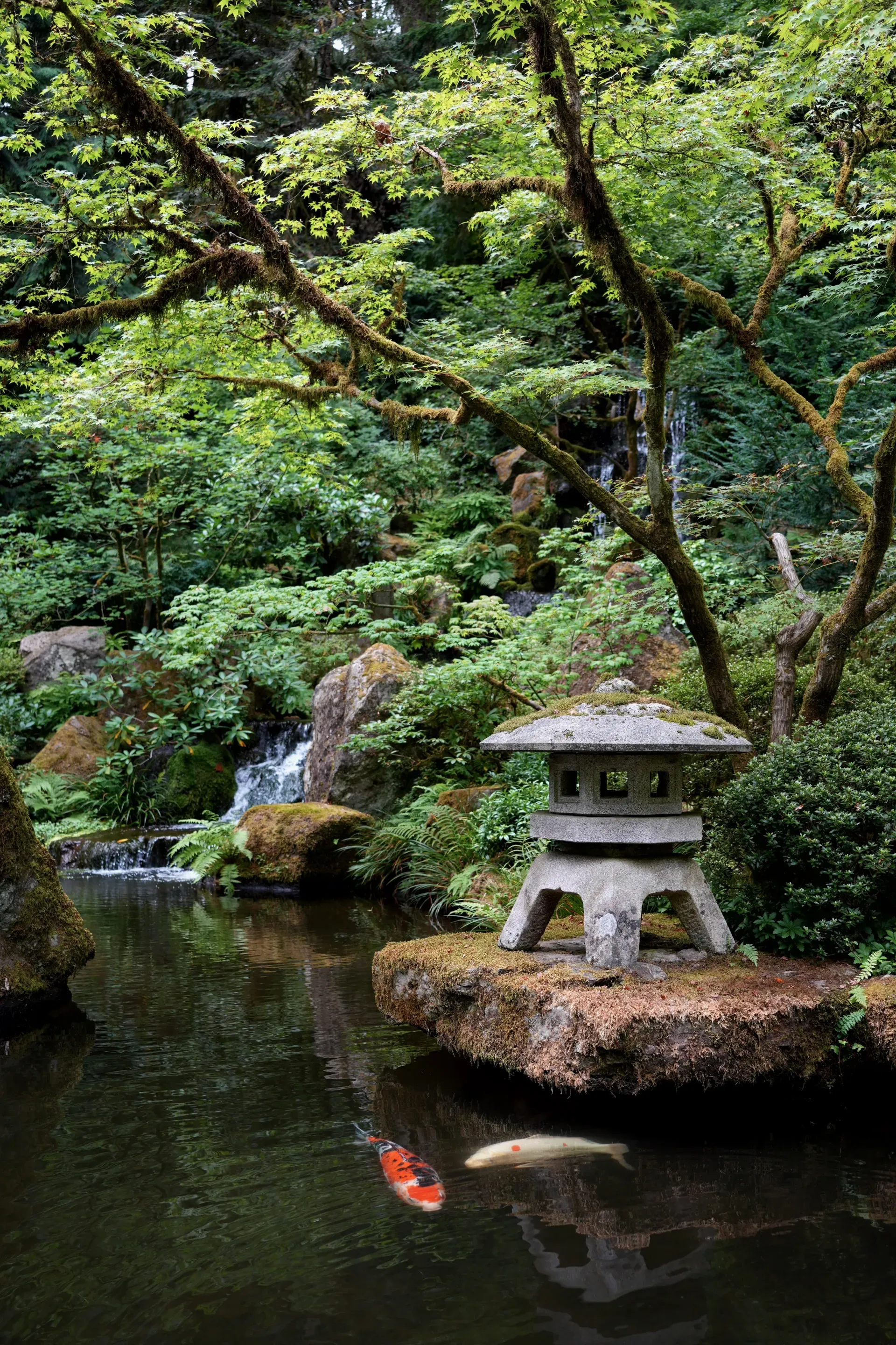 Koi pond at Portland Japanese Garden.