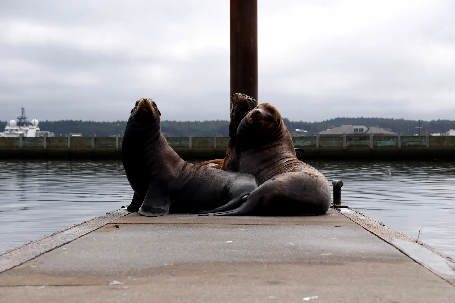 Sea lions resting on a dock.