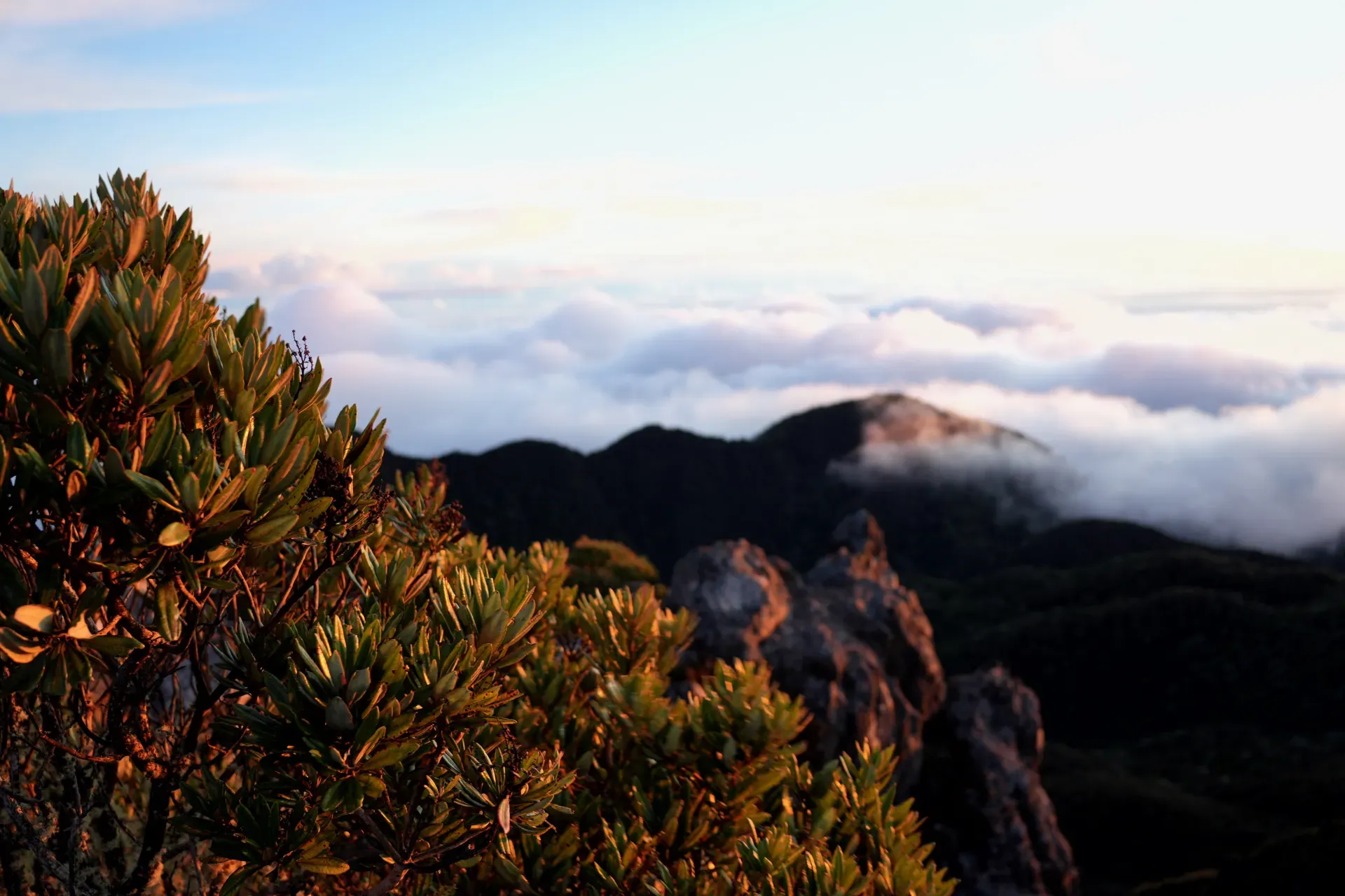 Mountain clouds and summit flora.