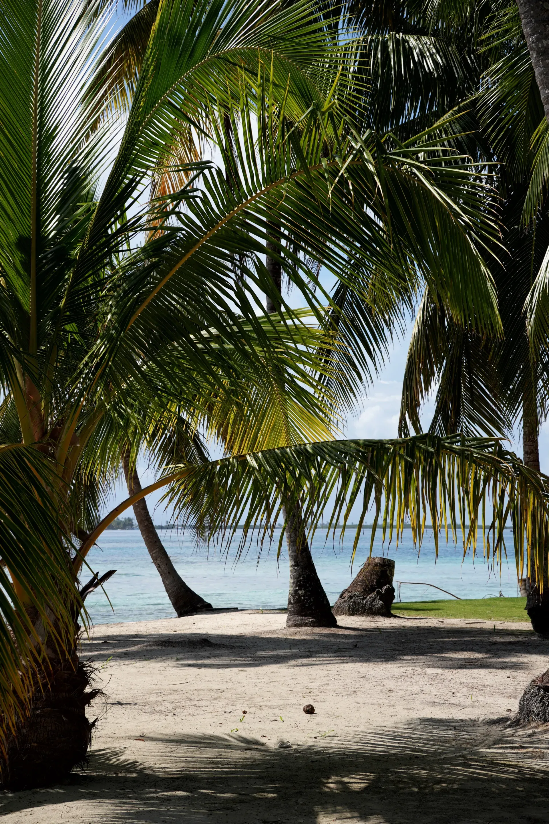 Palm trees and tropical beach view.