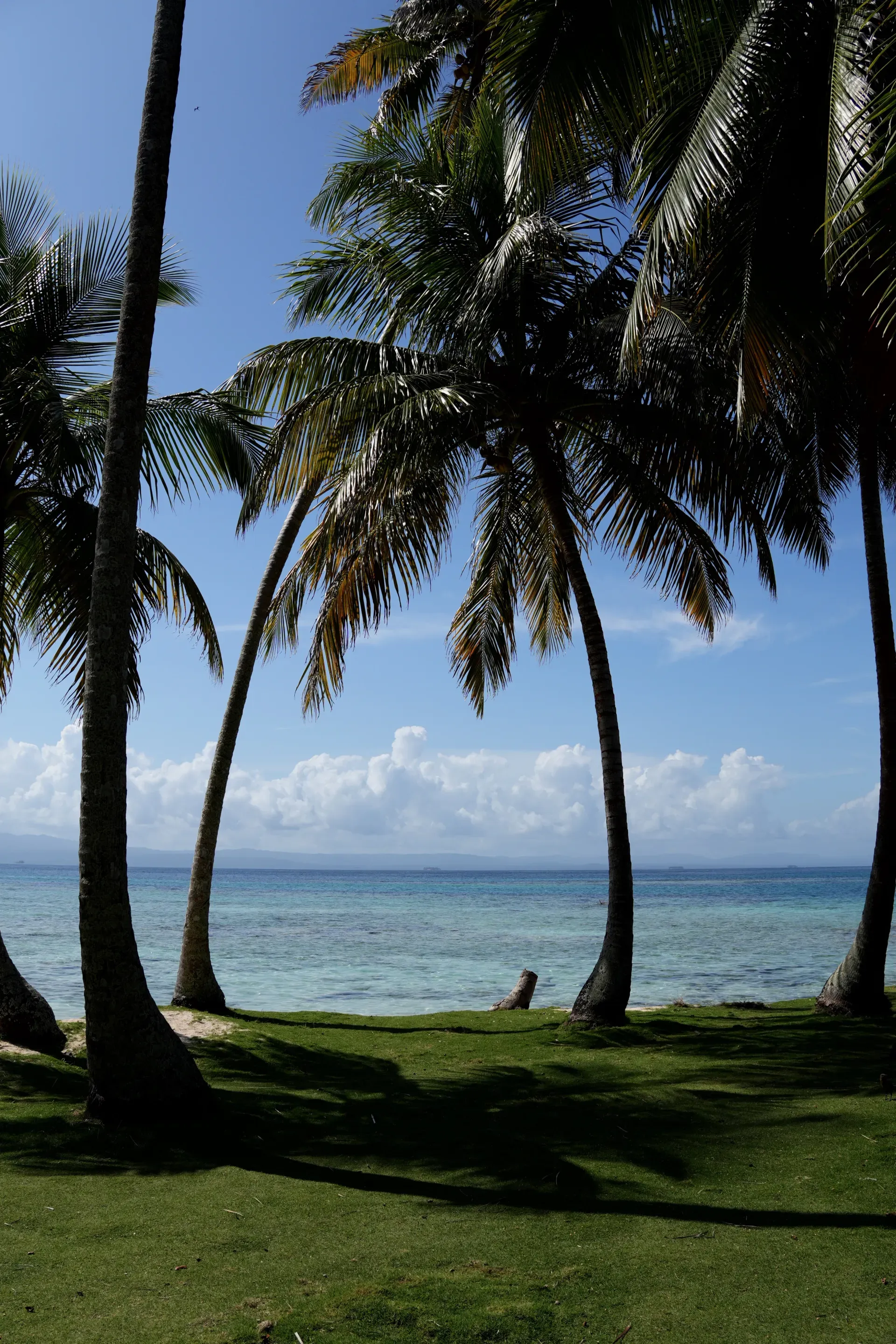 Palm trees framing a beach in San Blas.