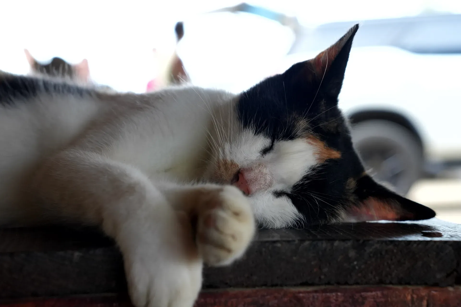 A sleeping calico cat.