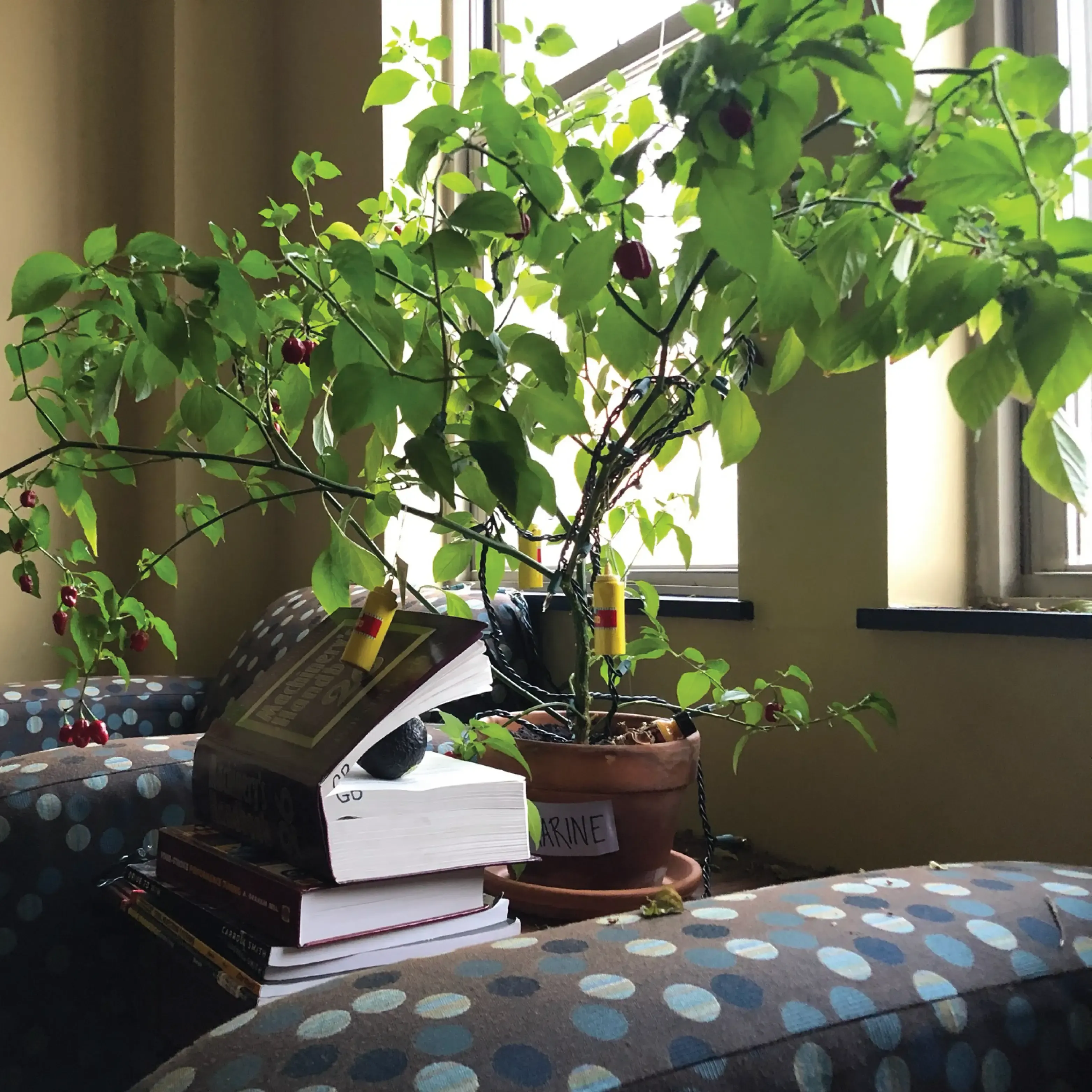 habanero pepper plant