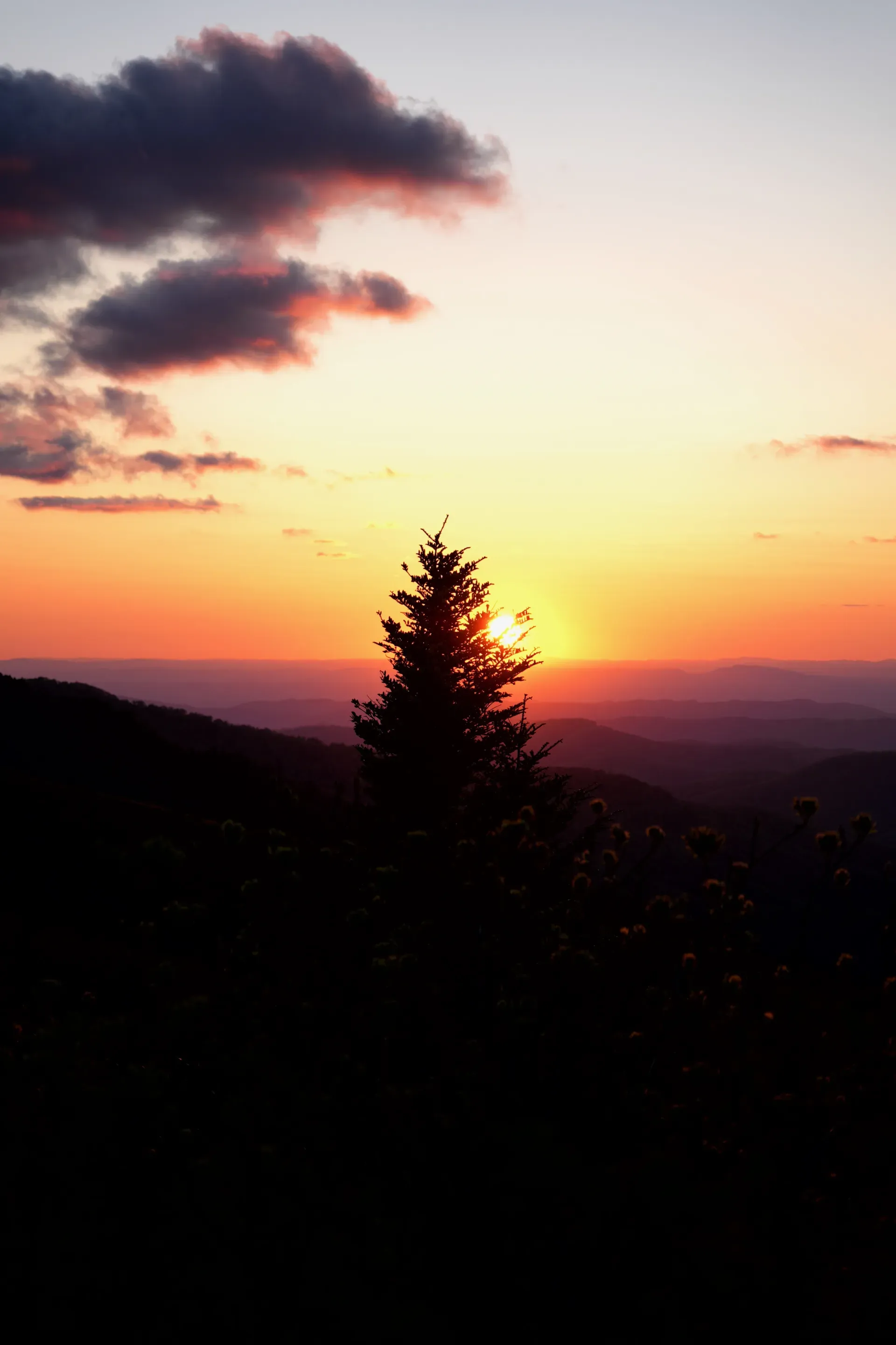 Evergreen silhouette against an orange sunset.