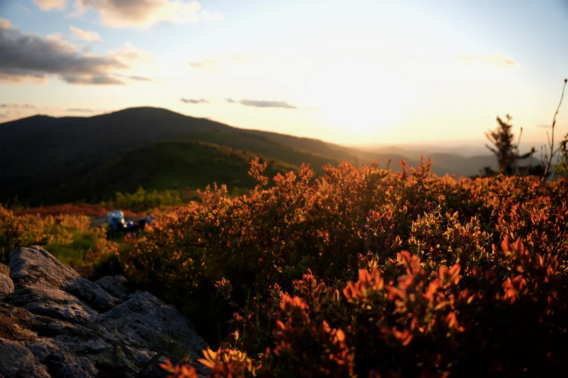 Glowing shrubs on a sunset ridge.
