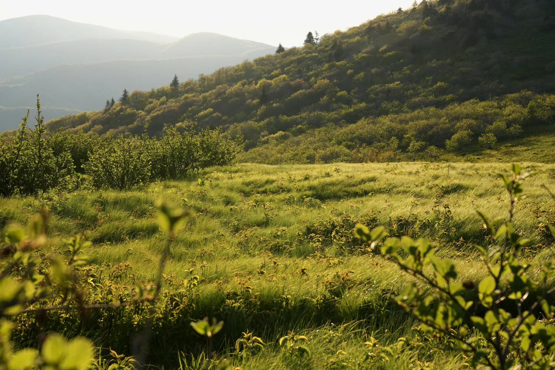 Golden grass on a sunlit hillside.