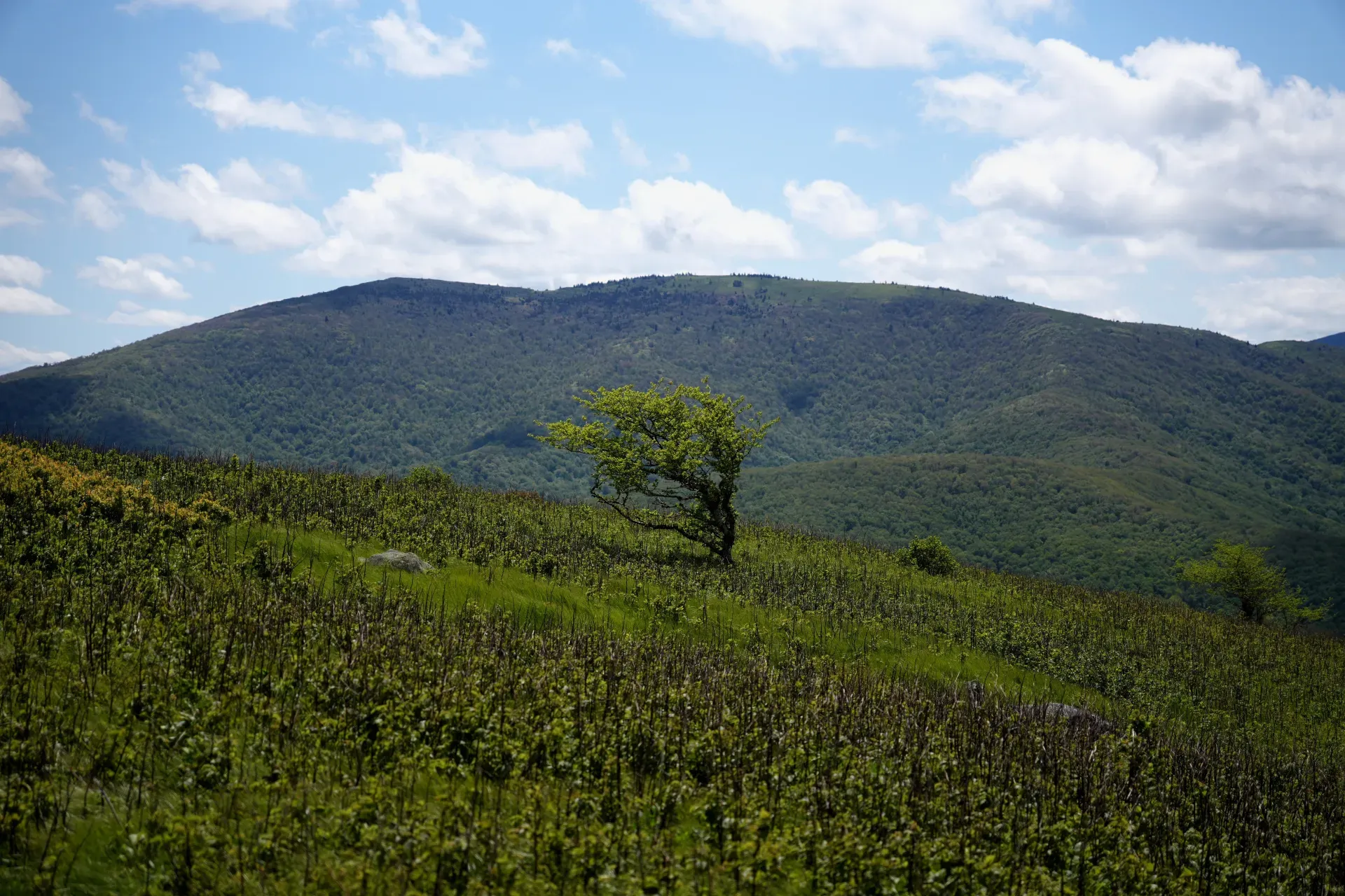 Roan Highlands cover