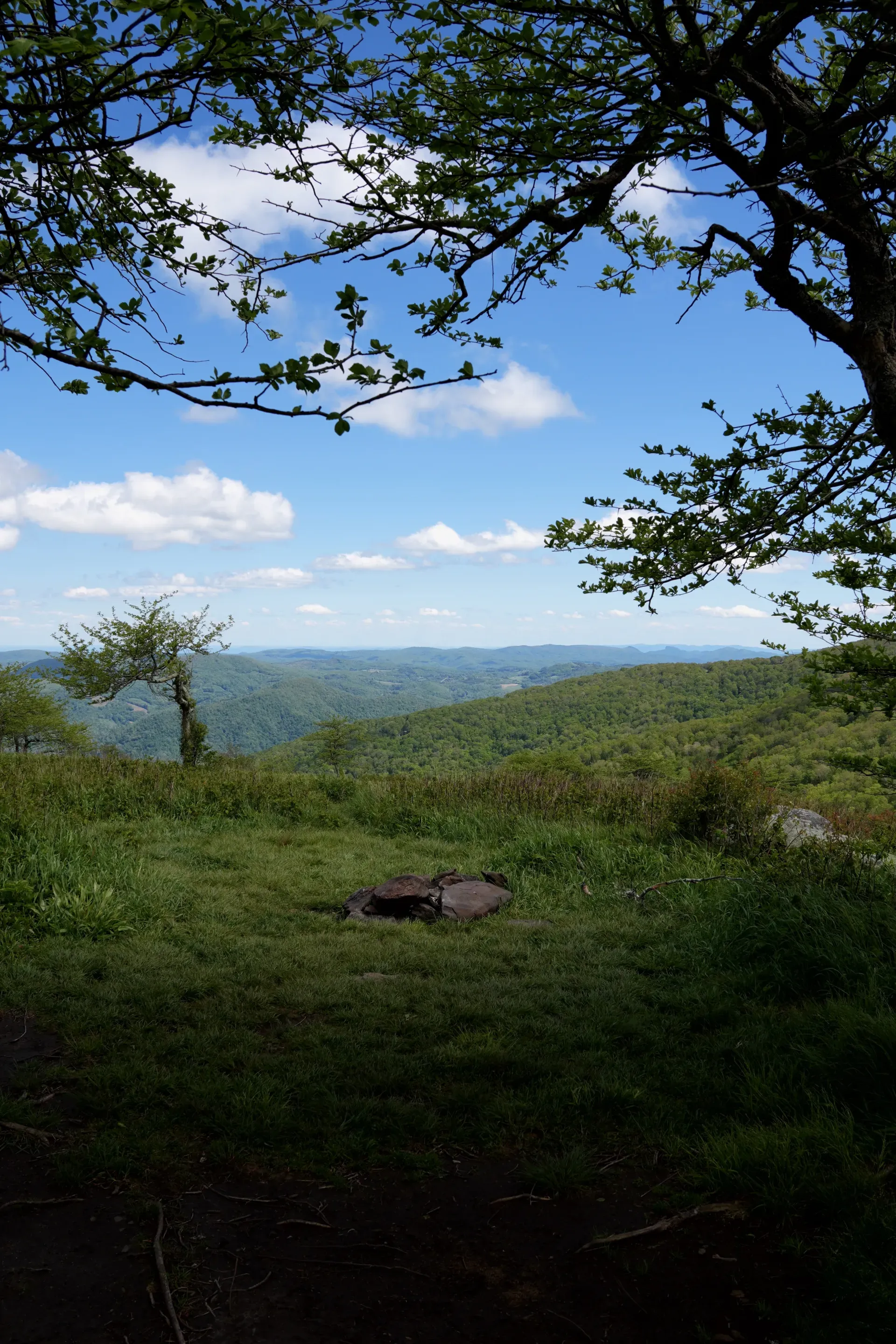 Mountain view through branches.