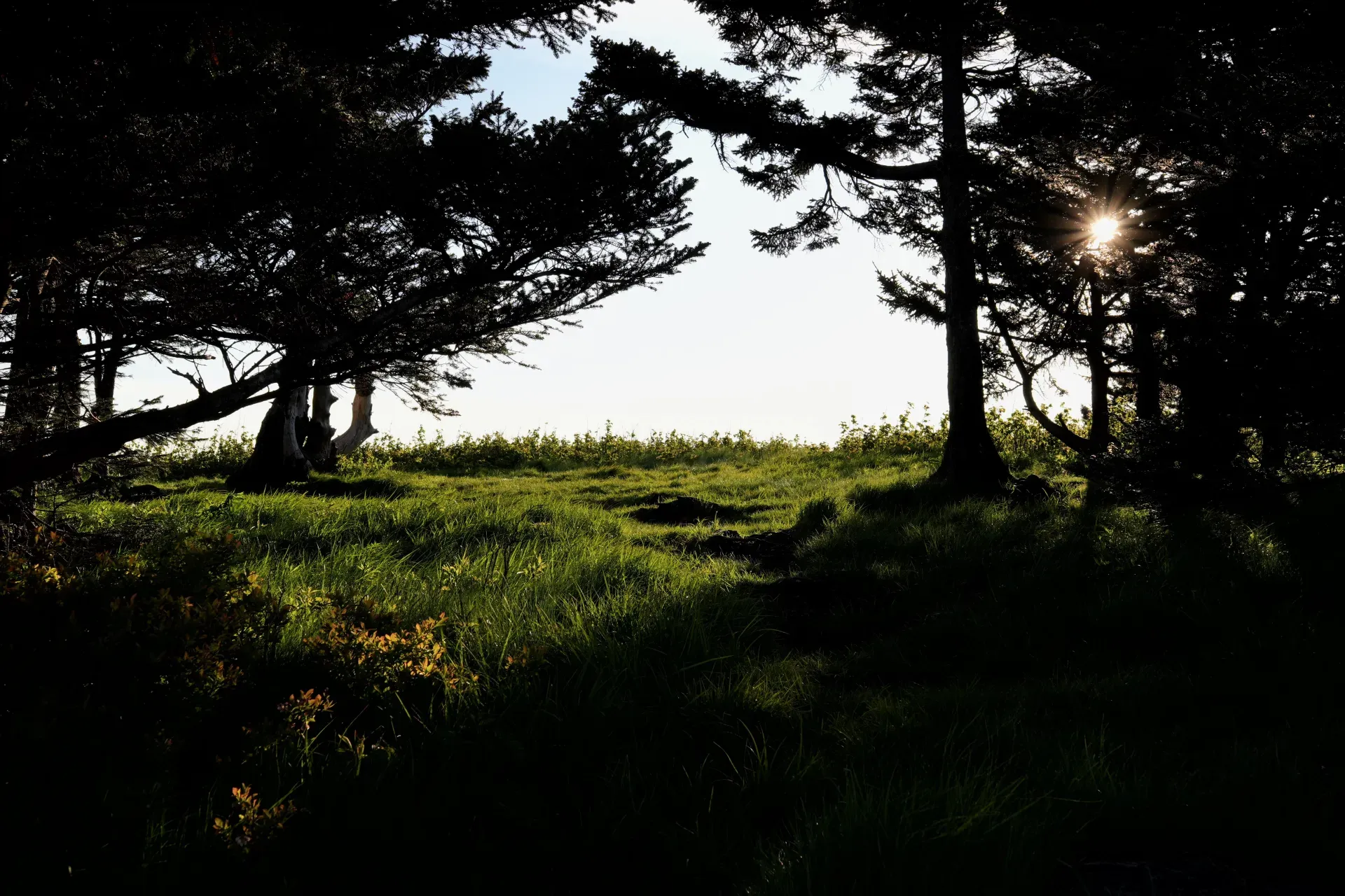 Sunburst through silhouetted trees.